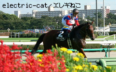 e-cat